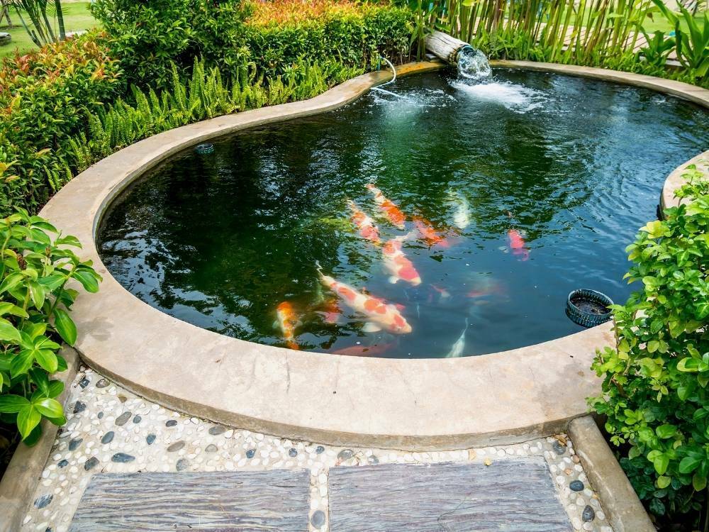 Cara Membuat Kolam Ikan Koi