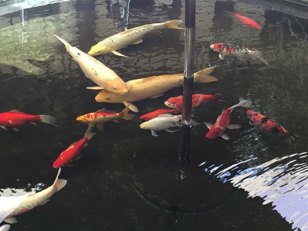 Cara Membuat Kolam Ikan Koi