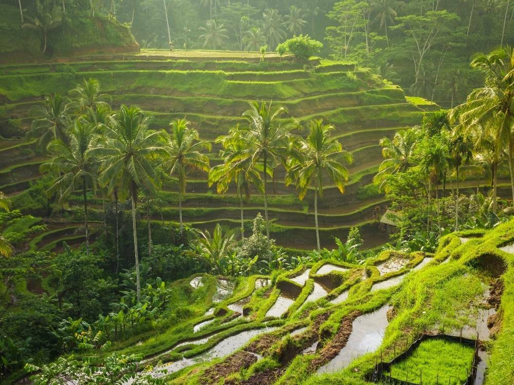 Rehab Bali